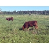 Image 7 : Rupert Farms - 880# November Delivery Weaned Steers - 69 Head (Lac du Bonnet, MB)