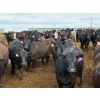 Image 20 : PSV Farms Ltd. - 880# May Delivery Heifers - 32 Head (Enchant, AB)