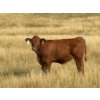 Image 7 : Evans Family (Gary, Carla & Keith) - 630# November Delivery Steer Calves - 95 Head (Bassano, AB)