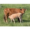 Image 5 : Gerald Lawrence - 670# October Delivery Heifer Calves - 90 Head (Pine Lake, AB)