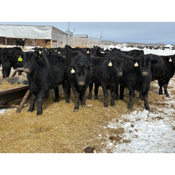 Chris, Debbie & Dwayne Wimmer - 765# March Delivery Steers - 78 Head (Lundar, MB)