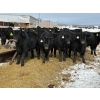 Image 1 : Chris, Debbie & Dwayne Wimmer - 765# March Delivery Steers - 78 Head (Lundar, MB)