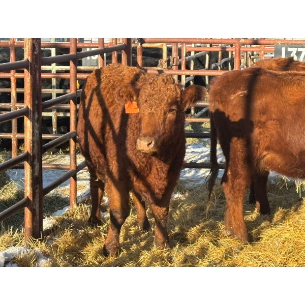 Red Deer Feeder Association Ltd. - 4 Heifers (Pen 137)