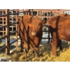 Image 1 : Red Deer Feeder Association Ltd. - 4 Heifers (Pen 137)
