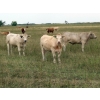 Image 4 : Gate Way Ranch - 1025# September Delivery Grass Steers - 180 Head (Elkhorn, MB)