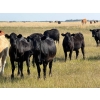 Image 2 : Riverbend Ranch - 825# September Delivery Grass Heifers - 400 Head (Scotfield, AB)