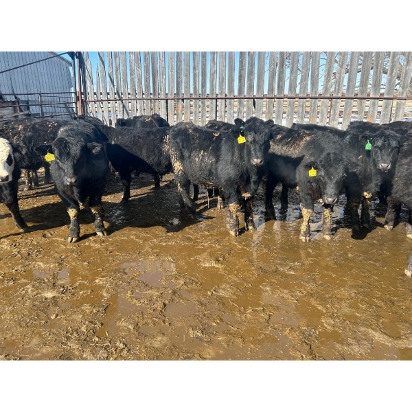Wade Fewings - 880# March/April Delivery Steers - 68 Head (Pierson, MB) VBP+
