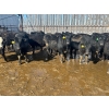 Image 1 : Wade Fewings - 880# March/April Delivery Steers - 68 Head (Pierson, MB) VBP+