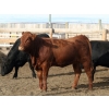 Image 7 : B&B Feeders - 925# October Delivery Heifers - 68 Head (Coaldale, AB)