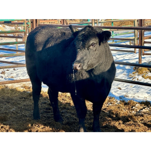 Bettmere Farms - 9 3-4 Year-Old Cows (Pen 134)