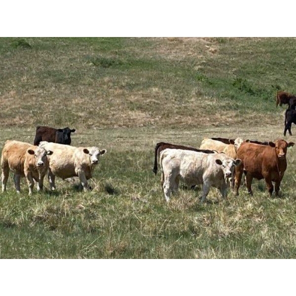 Lazy T Ranch - 1025# August Delivery Grass Steers - 240 Head (Indian Head, SK)