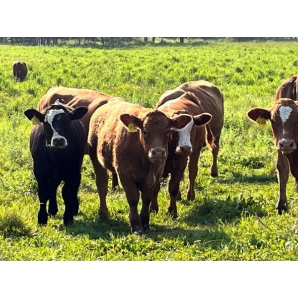 Tom & Terri Jamieson - 725# September Delivery Steer Calves - 85 Head (Newbrook, AB)