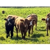Image 1 : Tom & Terri Jamieson - 725# September Delivery Steer Calves - 85 Head (Newbrook, AB)