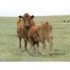 Image 7 : Andrew Ranching - 520# Steer Calves - 90 Head (Rolling Hills, AB)