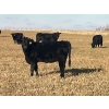 Image 3 : HLRC Ltd. - 510# November Heifer Calves - 110 Head (Halkirk, AB)