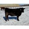 Image 7 : Cunningham Cattle Co. - 28 Straight Black Angus X Bred Heifers (Sundre, AB)