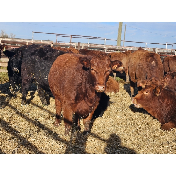 Carl Chomistek - 10 Red Heifers (Pen 529-531)