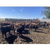 Image 9 : South Ridge Simmentals - 730# Sept/Oct Yearling Heifers - 180 Head (Monarch, AB)