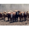 Image 2 : Lesher Lane Enterprises - 975# July Delivery Heifers - 175 Head (Lacombe, AB)
