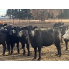 Image 1 : Midpoint Farms - 1000# November Delivery Open Heifers - 58 Head (Drayton Valley, AB)