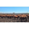 Image 3 : Cattlewood Farms Ltd. - 675# July Delivery Heifers - 90 Head (Fincastle, AB)