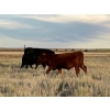 Image 9 : Hiebert Ranches - 580# October Steer Calves - 90 Head (Gem, AB)
