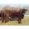 Image 6 : Helland Land & Cattle Co. Ltd. - 1039# February Delivery Steers - 60 Head (Lomond, AB)