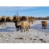 Image 4 : Bauer Ranching - 880# February Weaned Steers - 190 Head (Hilda, AB)
