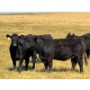Image 3 : Boggy Springs Ranch - 26 Black Bred Heifers (Maple Creek, SK)