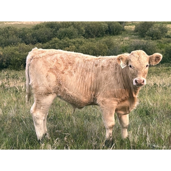 KL Cook Farms Ltd./Nathan Cook - 610# October Delivery Steer Calves - 90 Head (Coronation, AB)