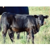 Image 19 : Endersby Ranching - 535# October Delivery Steer Calves - 160 Head (Coronation, AB)