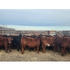 Image 16 : Redline Livestock - 550# November Delivery Steer Calves - 100 Head (Didsbury, AB)