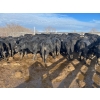 Image 2 : TV Bar Farms Ltd. - 680# March/April Delivery Steers - 80 Head (Goodlands, MB)