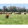Image 9 : Lone Star Cattle Co. - 1040# September Delivery Grass Steers - 530 Head (Buck Lake, AB)