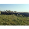 Image 3 : 7L Ranch - 1005# Oct/Nov Grass Heifers - 60 Head (Lakeland, MB) VBP+