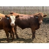 Image 4 : Brandt Boys Inc. - 1000# August Delivery Steers - 62 Head (Tolstoi, MB)