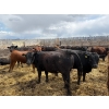 Image 5 : Antelope Butte Ranch - 805# May Delivery Steers - 76 Head (Lundbreck, AB) VBP+