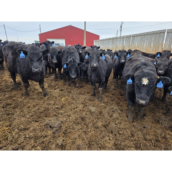 Cattlewood Farms Ltd. - 820# March Delivery Heifers - 105 Head (Stirling, AB)