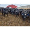 Image 1 : Cattlewood Farms Ltd. - 820# March Delivery Heifers - 105 Head (Stirling, AB)