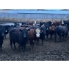 Image 5 : Wyatt & Meg Isaacson - 942# April Delivery Steers - 126 Head (Killdeer, SK)