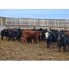 Image 7 : Monette Farms - 800# February Weaned Steers - 315 Head (Airdrie, AB)