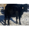 Image 8 : Rock Creek Cattle Co. Ltd. - 530# December Delivery Weaned Heifers - 38 Head (Nanton, AB) VBP+
