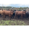 Image 4 : Bruce & Judy Dickson - 943# June Delivery Steers - 63 Head (Leslieville, AB)
