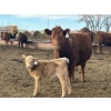 Image 11 : South Ridge Simmentals - 20 Red/Red X 1st Calf Pairs (Picture Butte, AB)