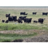 Image 3 : Josh Maser - 530# November Delivery Steer Calves - 195 Head (Elkwater, AB)