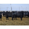 Image 2 : Pakowki Ranching Co. Ltd.  - 14 Black Heifers (Pen 315 - 319)