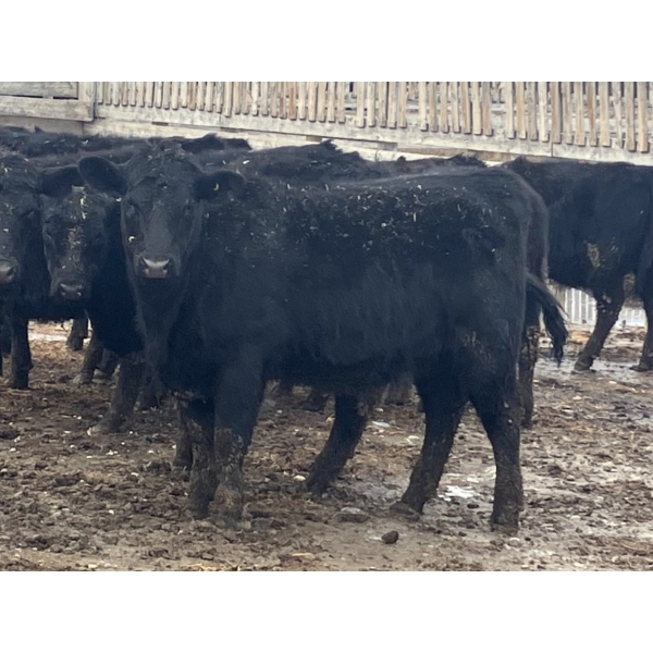 Echo Springs Ranching  - 735# February Delivery Heifers - 34 Head (Granum, AB)