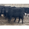 Image 1 : Echo Springs Ranching  - 735# February Delivery Heifers - 34 Head (Granum, AB)