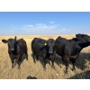 Image 6 : Boggy Springs Ranch - 1050# September Delivery Grass Heifers - 85 Head (Maple Creek, SK)