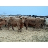 Image 5 : Kevin Szymanek - 900# January Delivery Steers - 68 Head (Stauffer, AB)